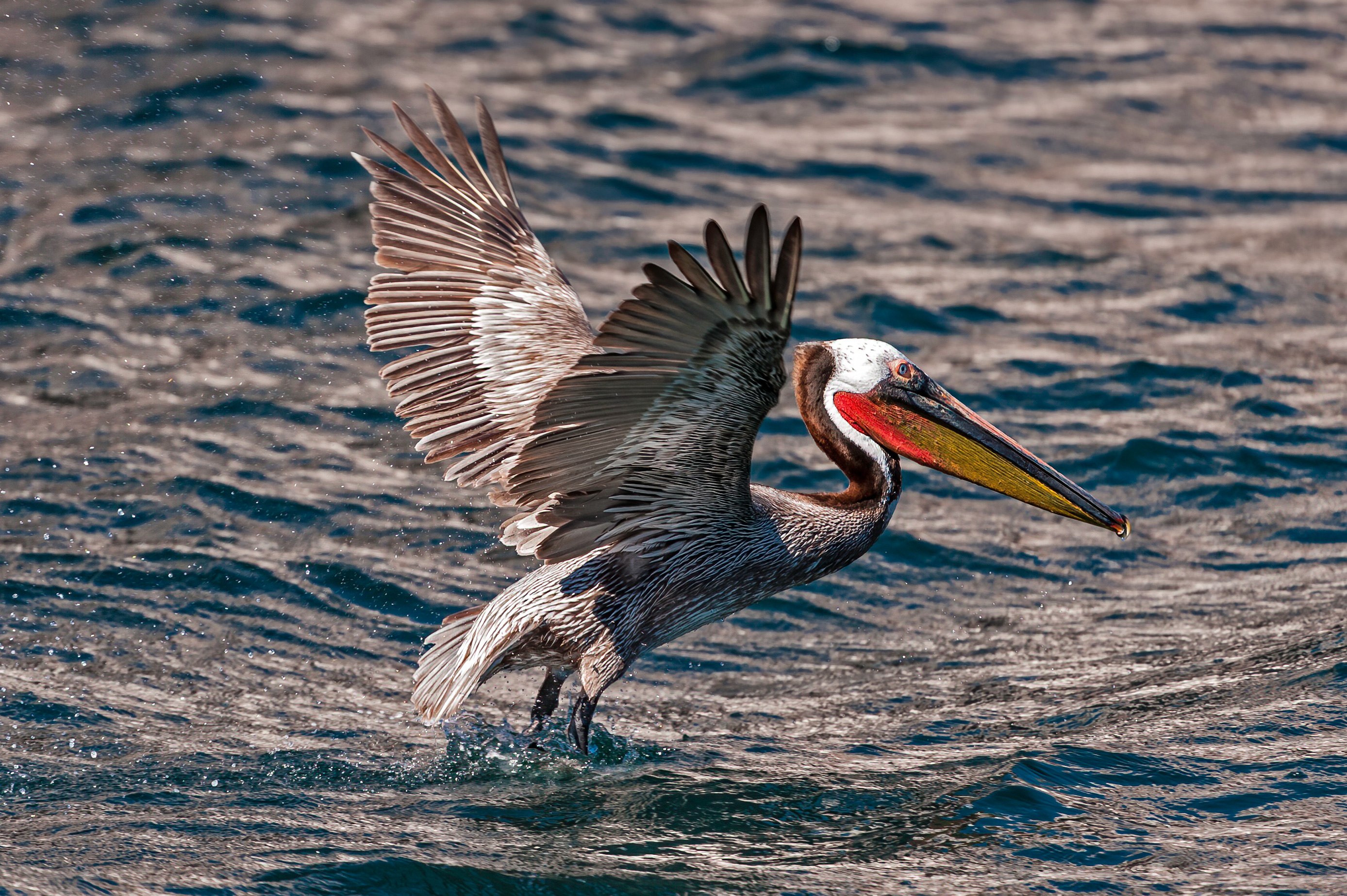 Brown Pelican taking off from in the water