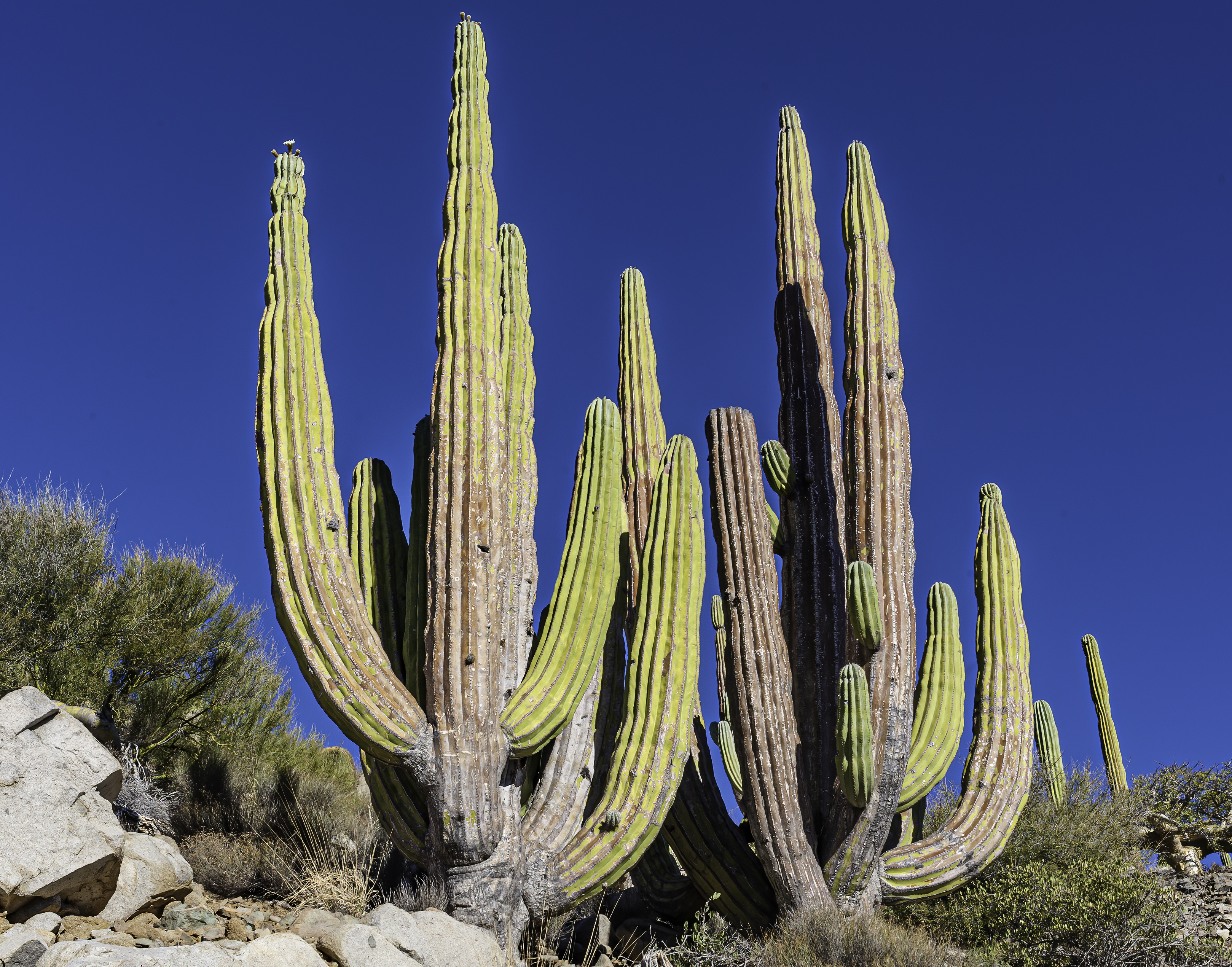 Cardon Cactus, Pachycereus pringlei, growing on Isla Catalan in the Sea of Cortez.