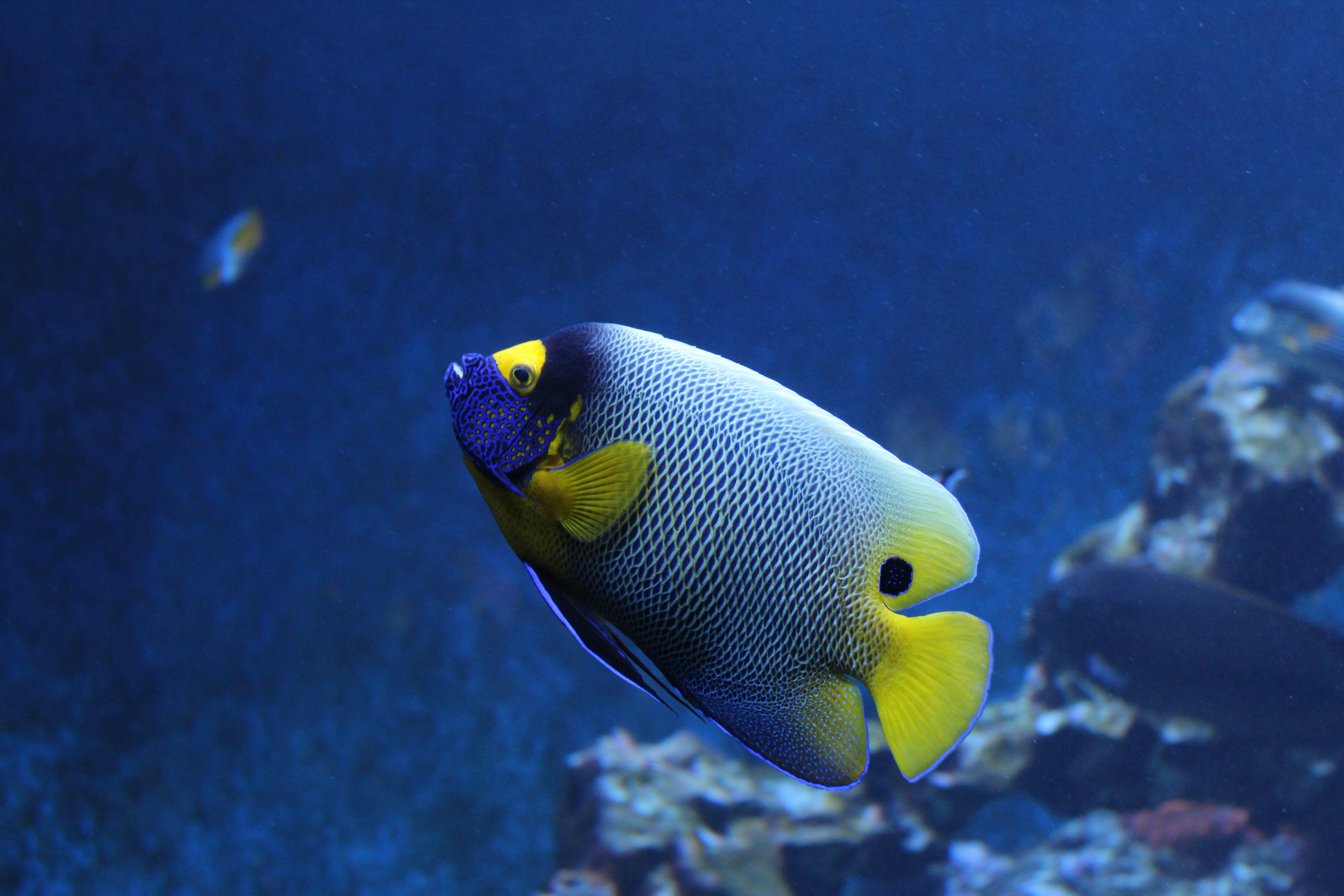 A yellow-masked angelfish