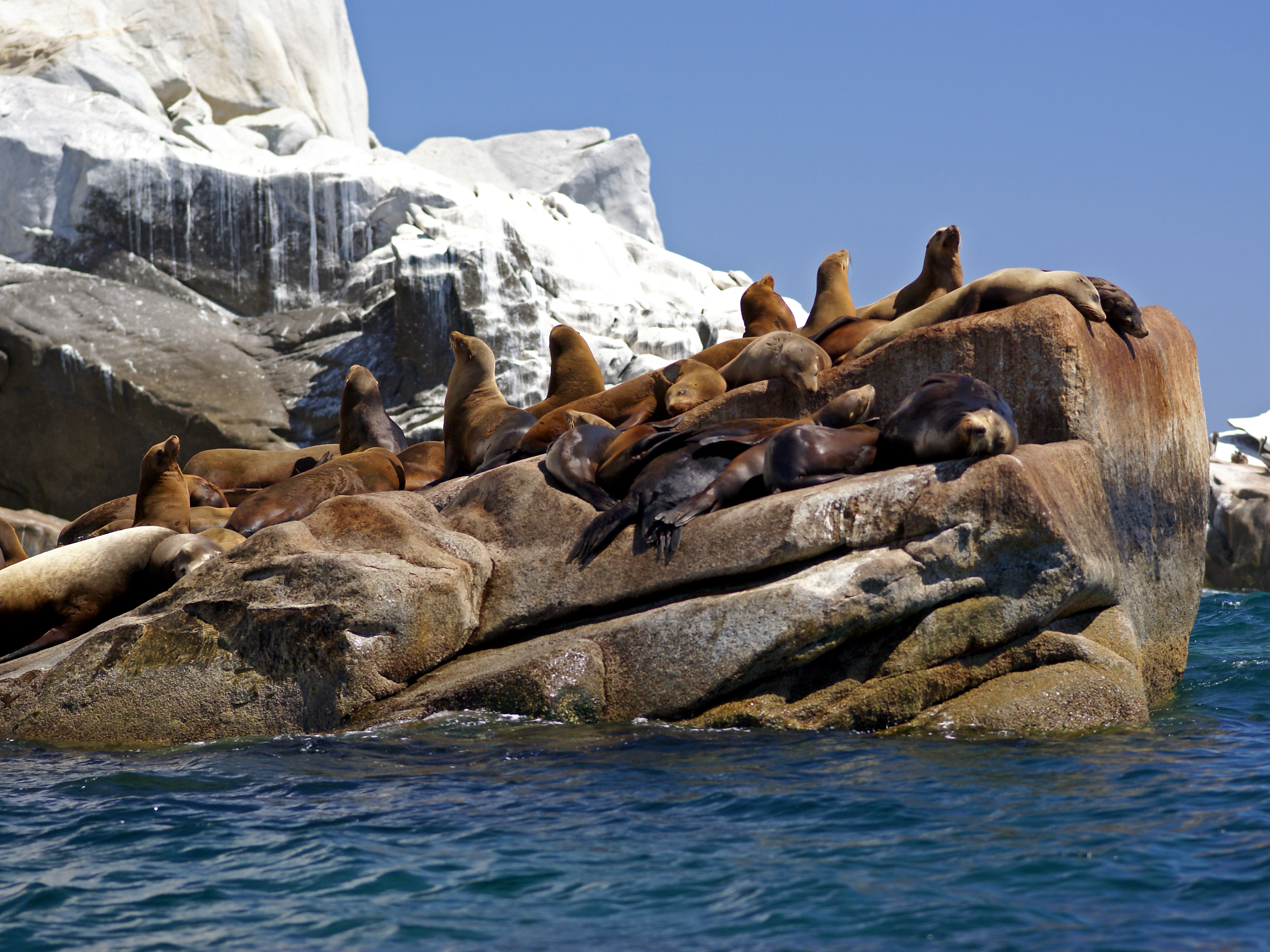 A small group of California Sea Lions lie on top of a rock on the coast of Baja Mexico in the Cabo Pulmo National Marine Park