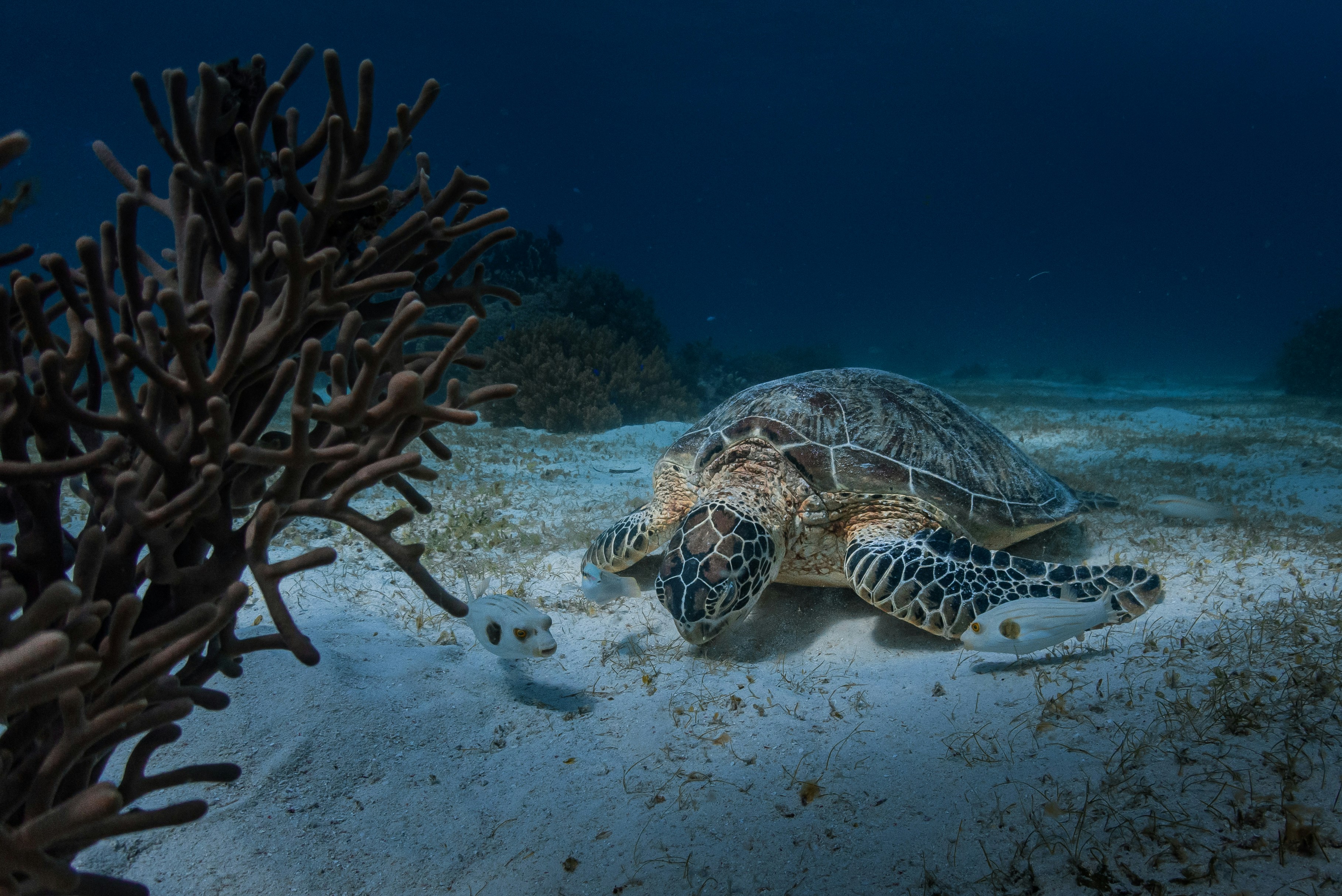 A green turtle rests on a sandy seabed underwater, accompanied by two small fish and dark coral.