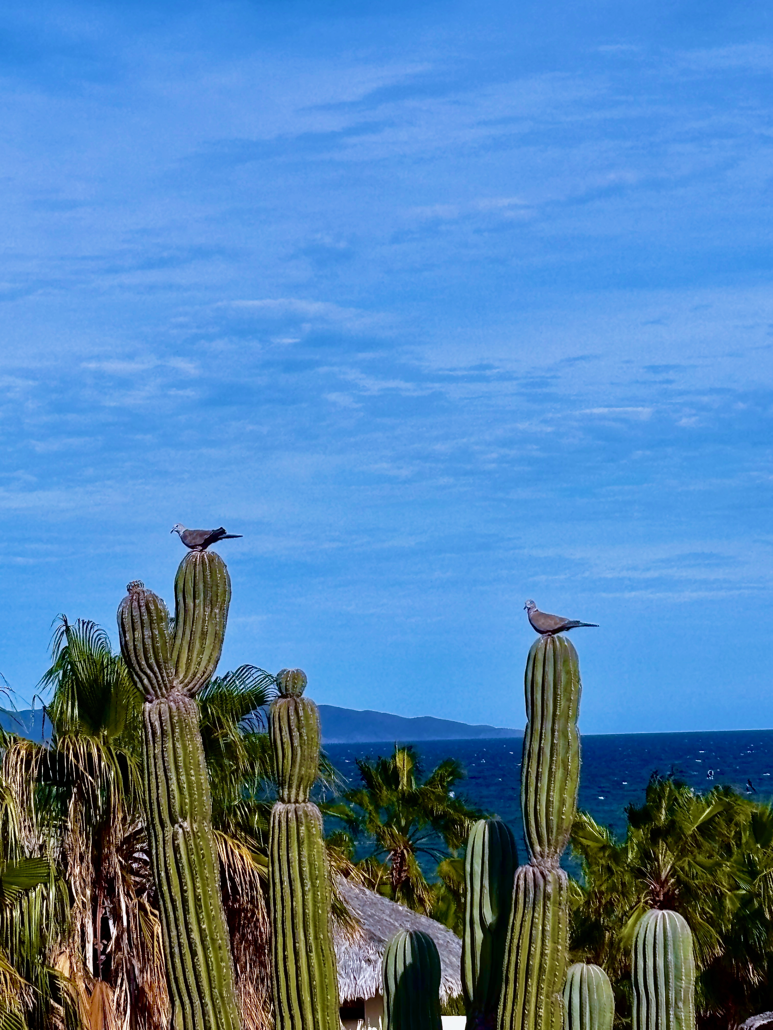 A Brown Pelican in mid-flight