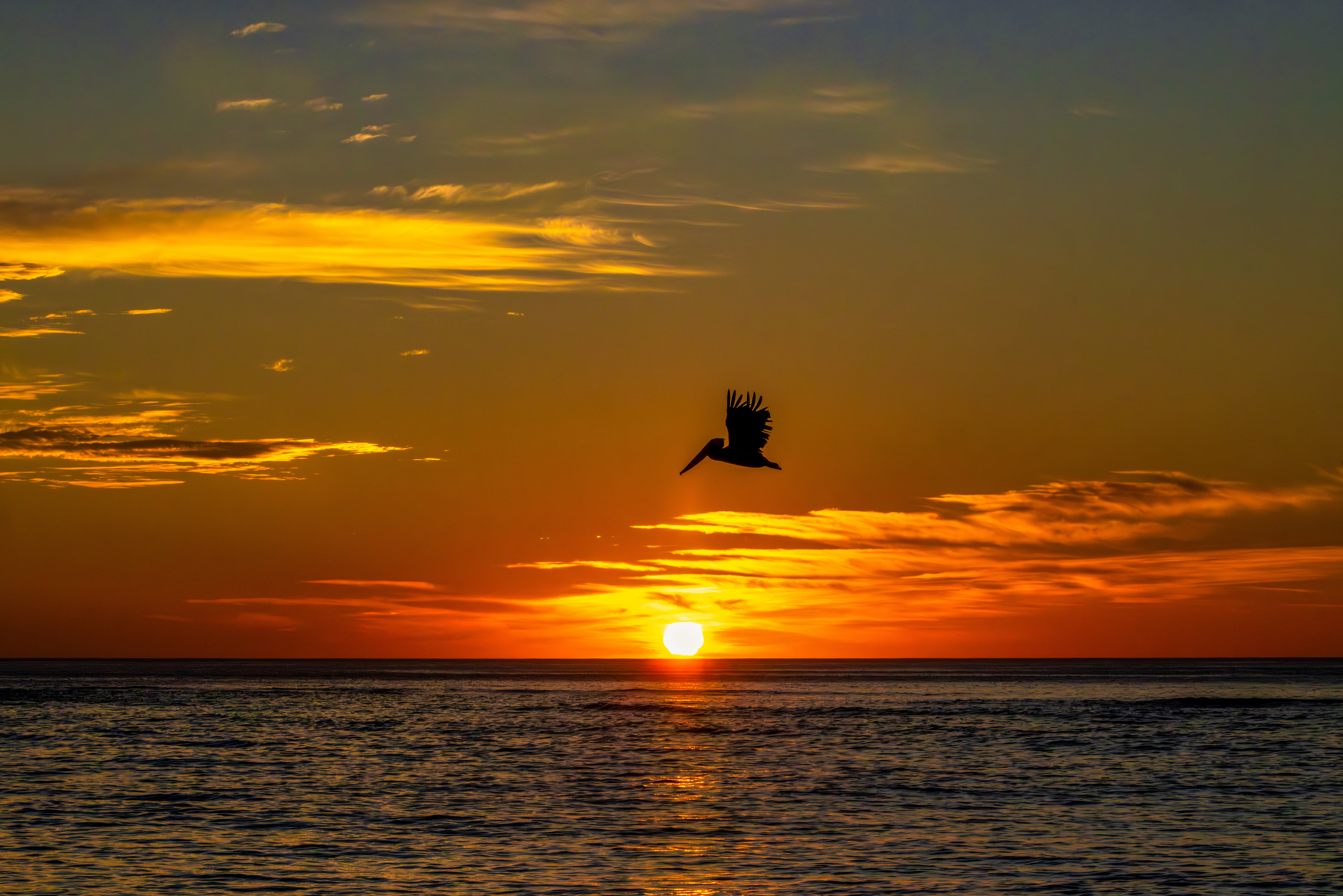 A silhouette of a pelican bird flying across the colourful sunset sky above the dark ocean waves