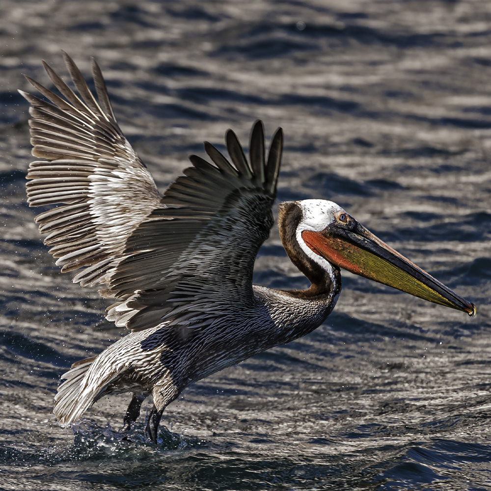 Brown Pelican taking off from in the water