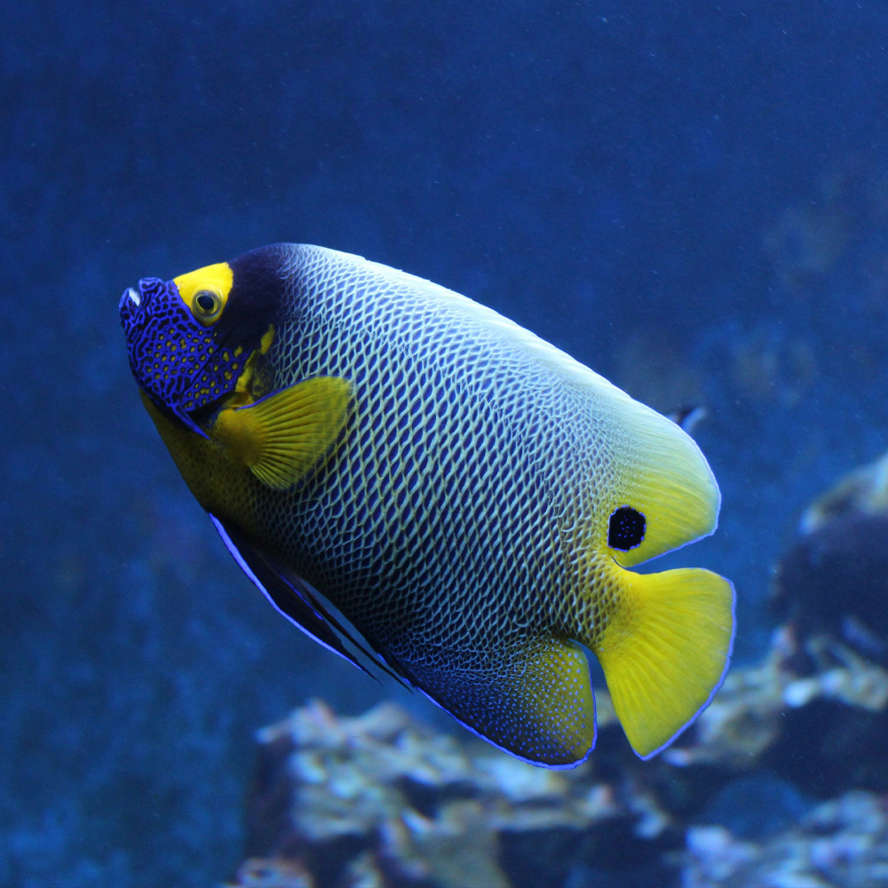 A yellow-masked angelfish