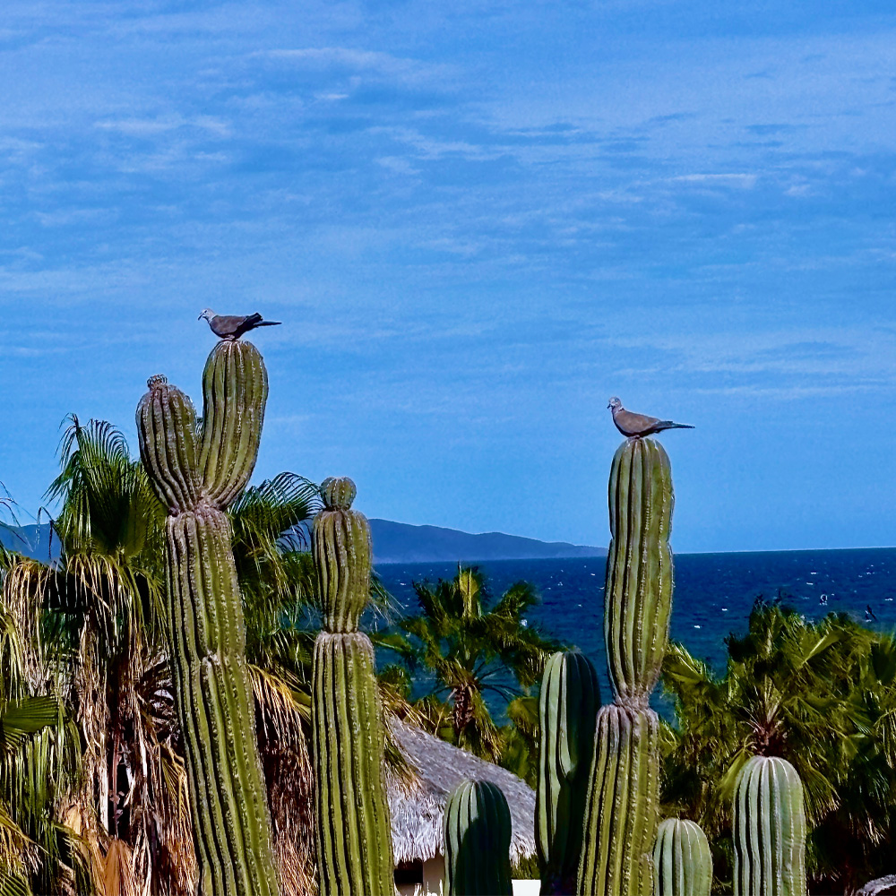 A Brown Pelican in mid-flight