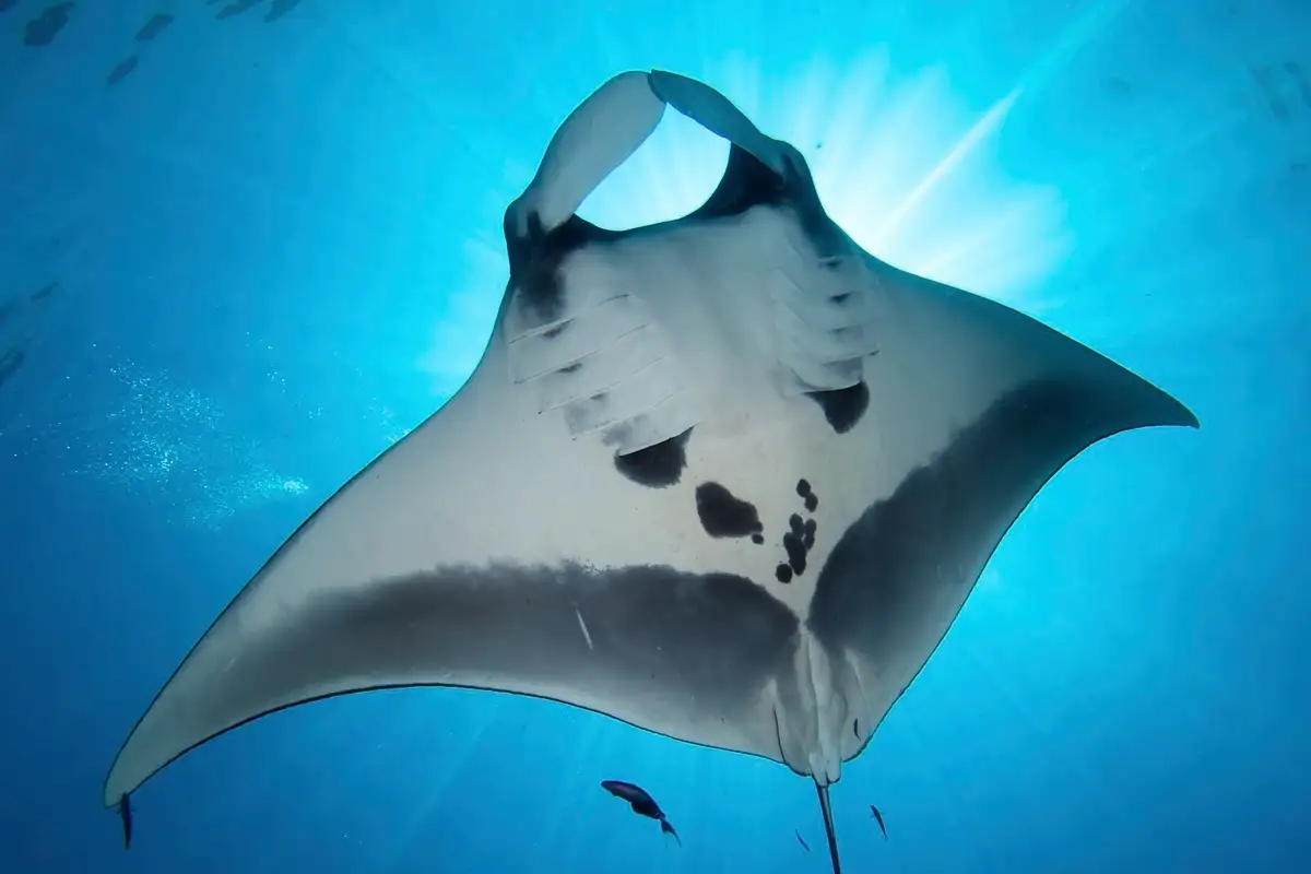 Oceanic manta ray, Andaman Sea