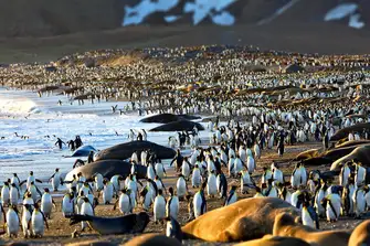 King penguins and elephant seals in their thousands share beaches around South Georgia's coast