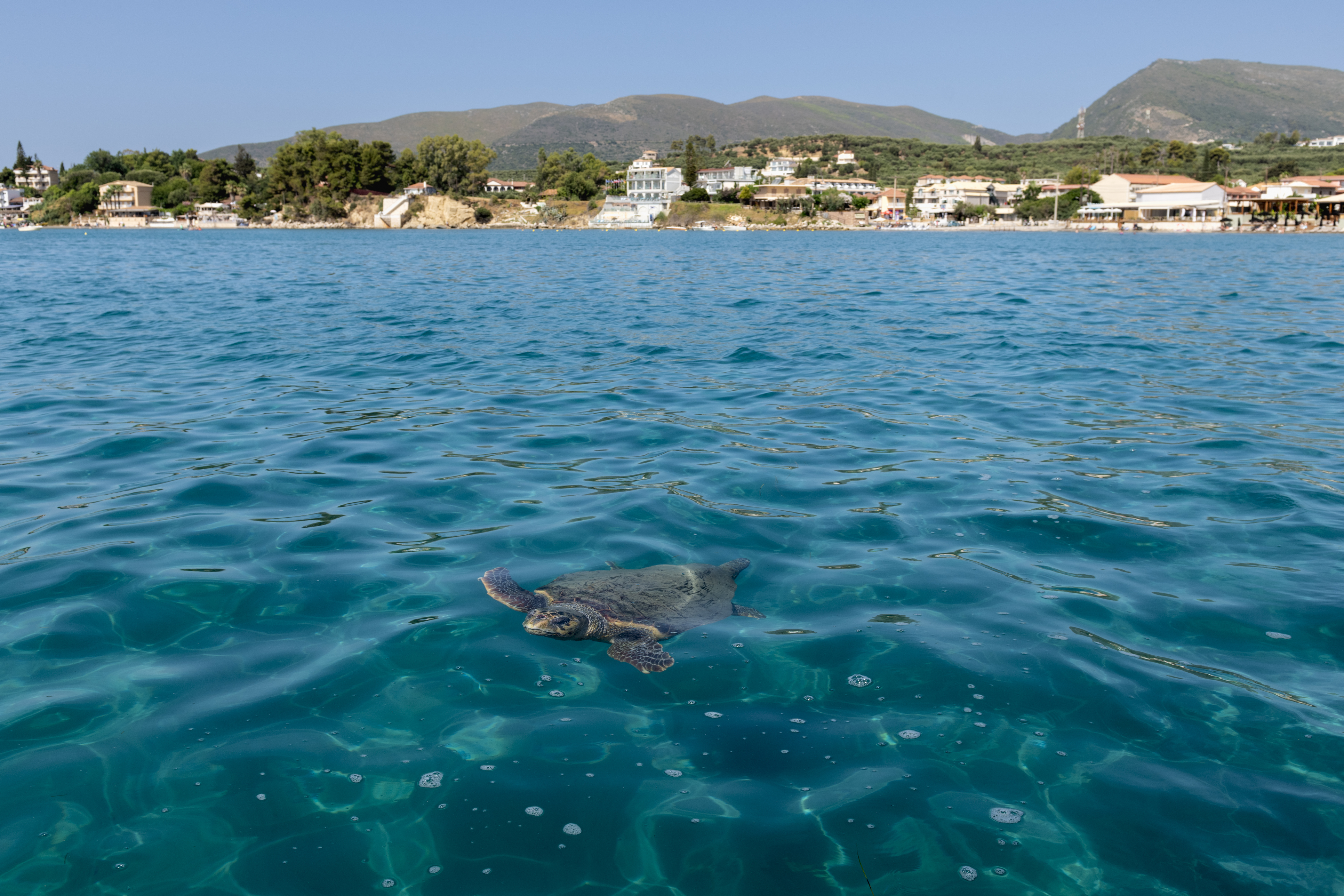 Sea turtle Zakynthos
