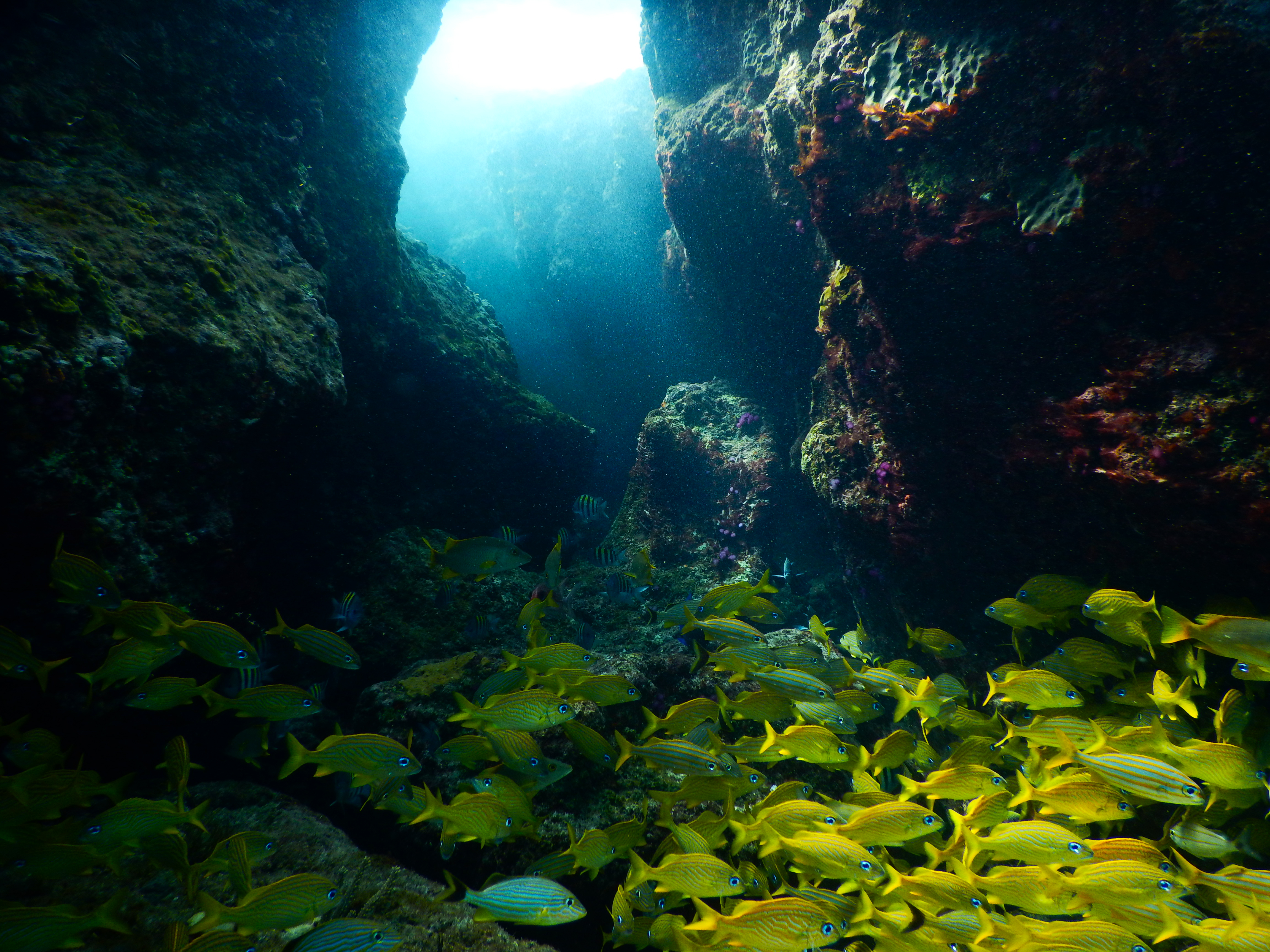 Fish underwater cave