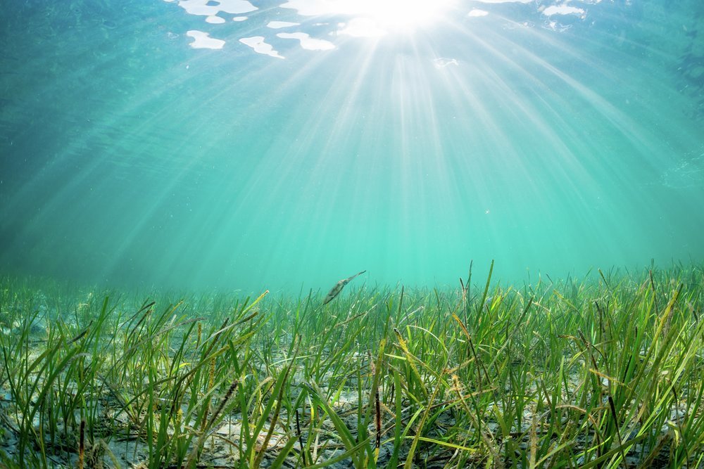 Seagrass