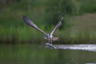 Wildlife, like this osprey, thrives in these remote lochs and isles