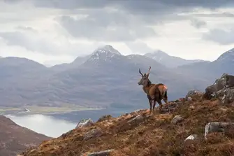 Stalking in the Highlands is an unforgettable experience