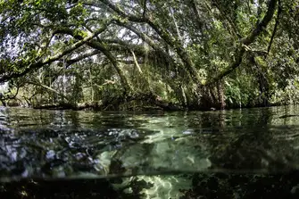 Kayak through the mangroves of the Solomon Islands