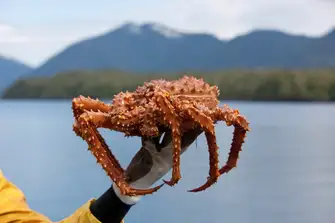 Fresh from the sea to your plate