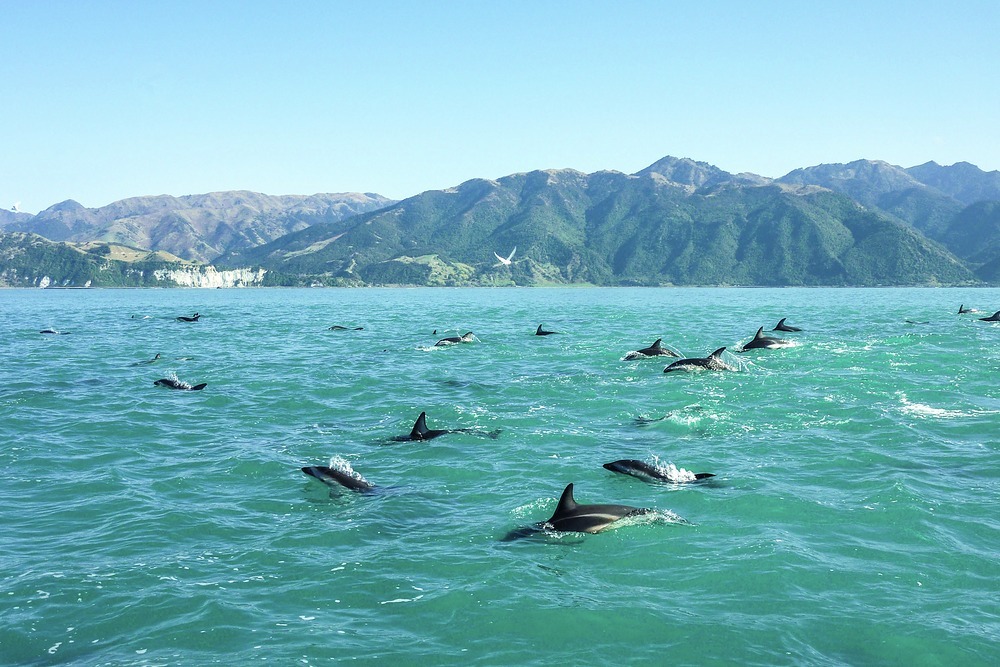 With dolphins to keep you company