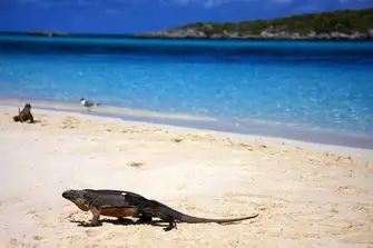 Allen Cay iguanas roam the beach in the Exuma Land and Sea Park