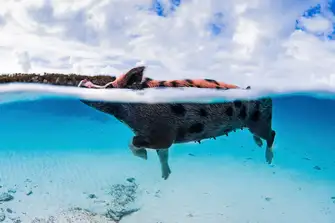 One of the famous swimming pigs of Big Major Cay