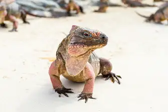 The Allan's Cay iguana is critically endangered, with a population of just 1,000 on three Bahamian islands