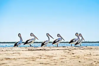 Watch the pelicans diving for fish at Sandy Point