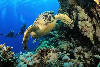 Get ready for a close encounter with amazing marine life
