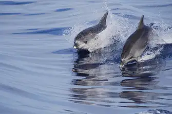 Watch the antics of playful dolphins from the deck