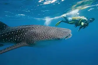 Diving in the Maldives is exceptional