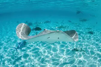 Swim with the rays, it's an unforgettable experience