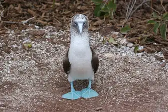 A Blue-footed Booby shows off his funky footwear