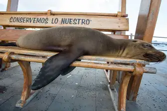 Don't mind me! Sealions are part of city life too