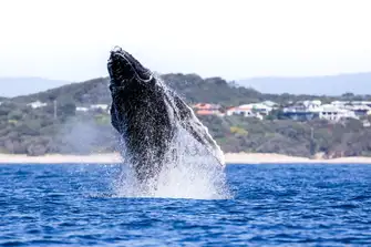Humpback whales are just one of Australia's spectacular natural wonders