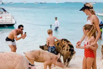 These cute pigs are a major lure for families