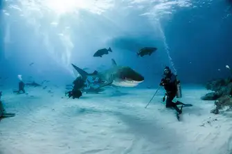 Diving with tiger sharks like these is an incredible sensation, but so is diving with harmless nurse sharks
