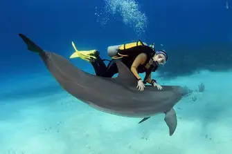 Swimming with dolphins is instantly euphoric
