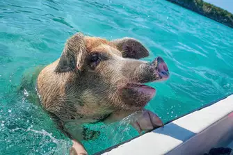 The swimming pigs of Big Major Cay are a huge attraction