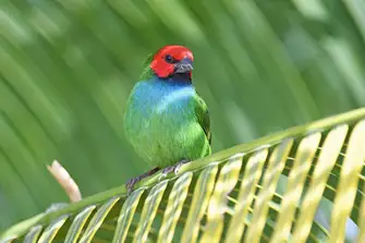 Indigenous species include the colourful parrotfinch