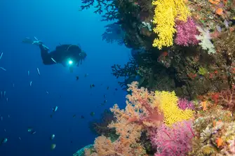 Fiji has some of the best diving anywhere in the world