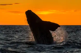 There's a strong chance of seeing humpback whales in December
