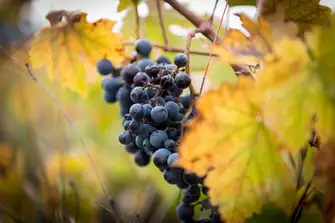 From muscat grape to glass - Samos Nectar