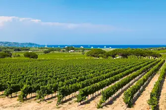 Vineyard in Saint-Tropez, France
