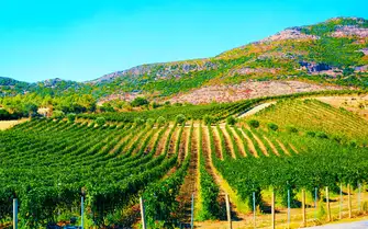 Vineyard in Sardinia, Italy