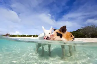 In the Bahamas the pigs don't fly, they swim!