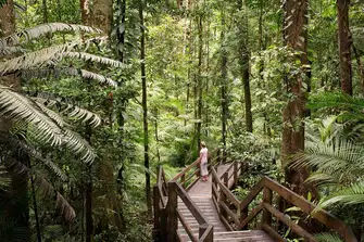 Immerse yourself in the Daintree Rainforest, one of the oldest in the world at around 135 million years