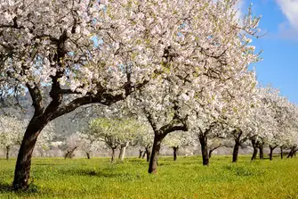 February sees Ibiza's almond trees in picturesque bloom