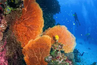 The diving in South East Asia is some of the best in the world