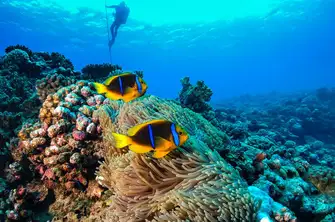 Enjoy some of the world's best diving and snorkelling
