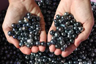 Black pearls from French Polynesia