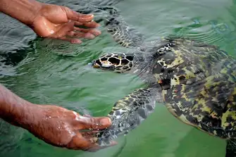 Rescued turtles are nursed back to health here
