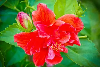 Red Hibiscus is just one of the wonders you can find at St Vincent’s Botanical Gardens 