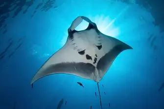 Let your guide take you to a cleaning station and watch the oceanic mantas glide in gracefully